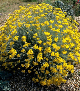 Helichrysum italicum